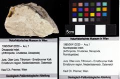 Foto (Objket + Etiketten) von Mundopsidae indet. 